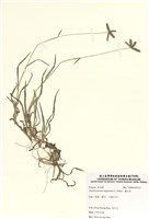 藏品(龍爪茅)的圖片